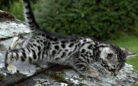 Bengal Silverstream "charlie" - Så här vacker var jag som liten!! Det var den här bilden min "mamma" föll för då hon köpte mig! billede 2