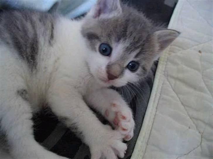 Huskat Timmay billede 16