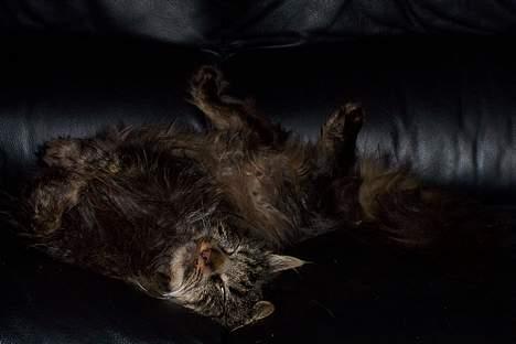 Blanding af racer Mie billede 8