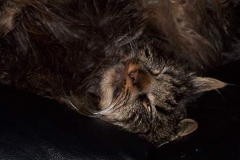 Blanding af racer Mie billede 9