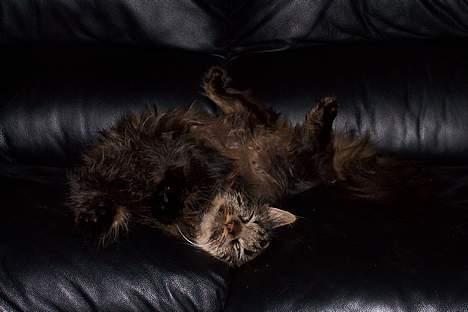 Blanding af racer Mie billede 10