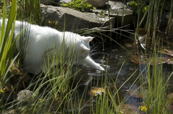 Maine Coon Doanto's Avalon - Søen i vores have er en skøn kattelegeplads.... men til sommer må den desværre væk pga. vores lille baby. billede 13