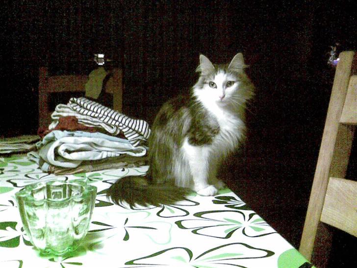 Norsk Skovkat Trille - Trille det er mig billede 1