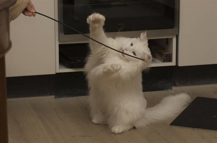 Maine Coon Doanto's Avalon - Avalon, og hendes yndlingsleg med menneskerne billede 18