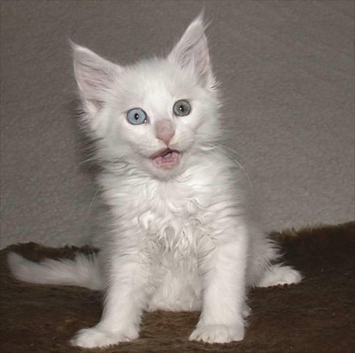 Maine Coon Doanto's Avalon - Avalon, 8 uger gammel og FULD af ballade billede 20