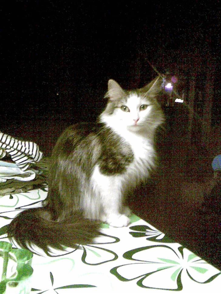 Norsk Skovkat Trille - Man er vel fotomodel :D billede 2