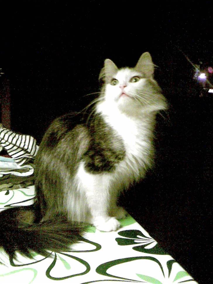 Norsk Skovkat Trille - hvad??? hvorfor bliver du ved med at tage billeder af mig mor?? billede 3