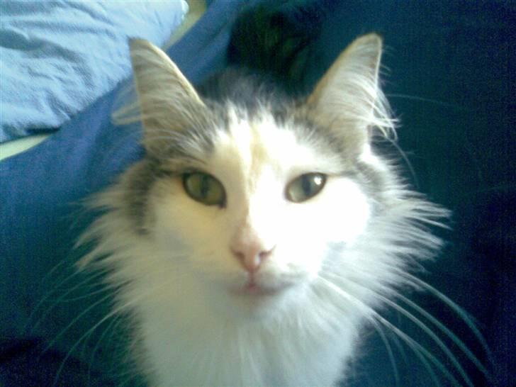 Norsk Skovkat Trille billede 4