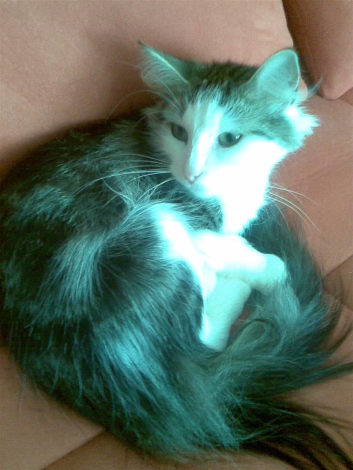 Norsk Skovkat Trille - hm?! billede 5