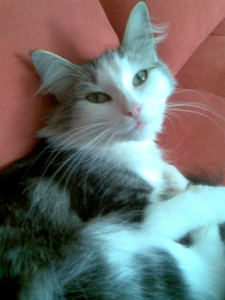 Norsk Skovkat Trille - Nus mig i stedet for... billede 6