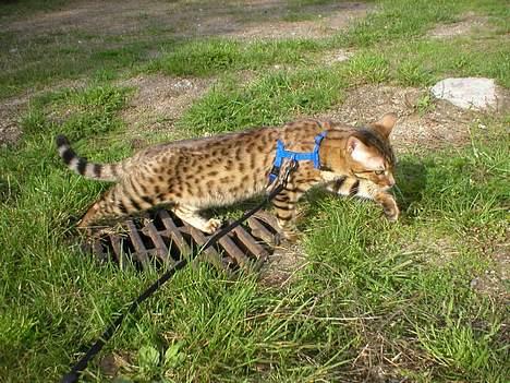 Bengal Daysi billede 1