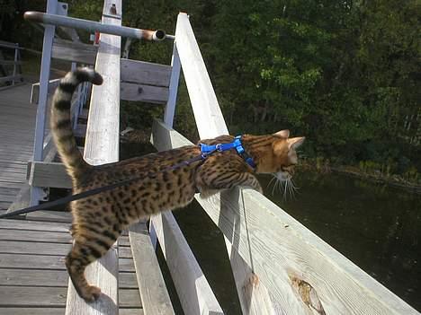 Bengal Daysi billede 2