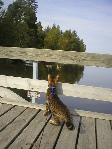 Bengal Daysi billede 3