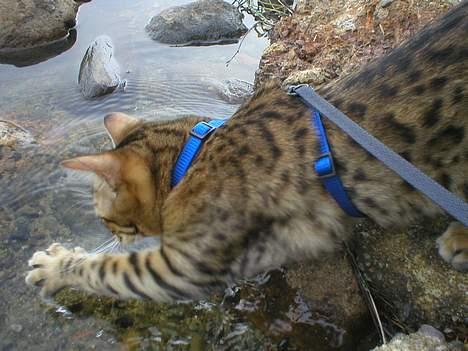 Bengal Daysi - vattenlek billede 4