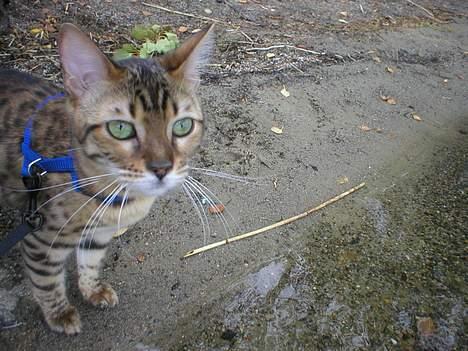 Bengal Daysi billede 5