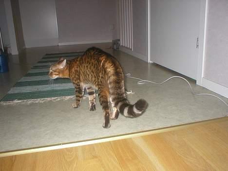 Bengal Daysi - hundar är inge kul.. billede 6