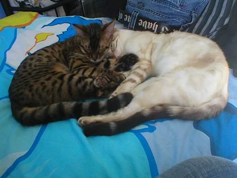 Bengal Daysi - mys! billede 7