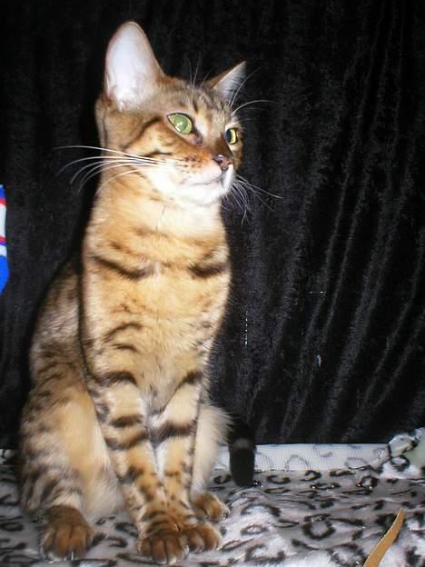 Bengal Daysi - på utställning höst 2006 billede 8