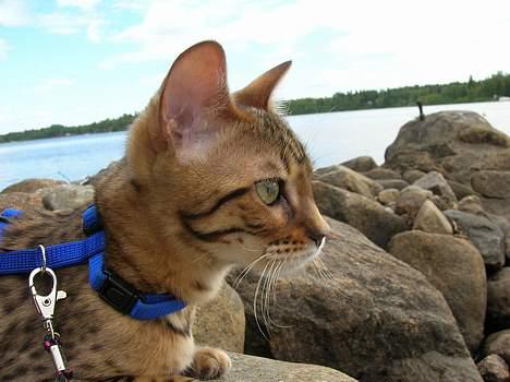 Bengal Daysi - daysi på semester billede 9