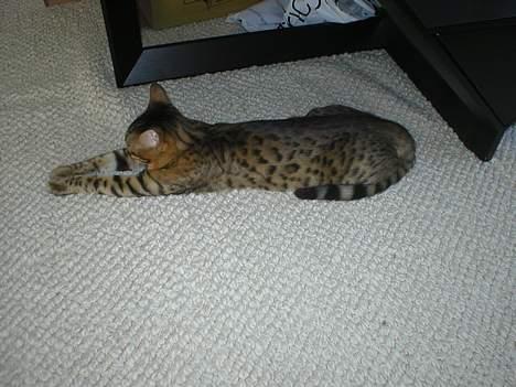 Bengal Daysi billede 10