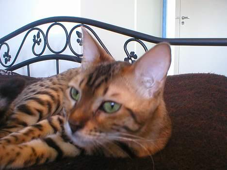 Bengal Daysi billede 11