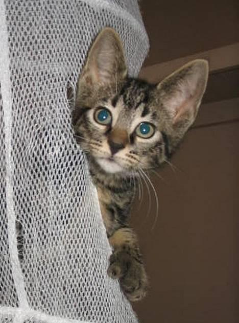 Huskat Julle *1/5 06 - 7/2-07* - dette billede er fra kattehjemmet hvor vi hentede hende billede 1