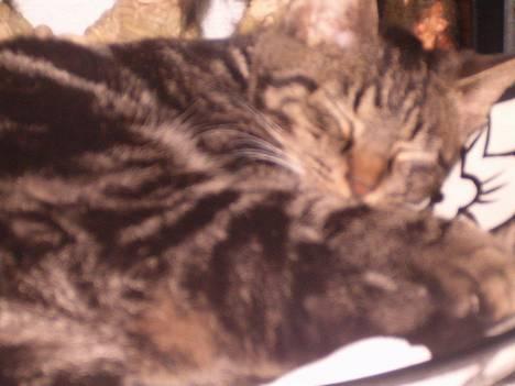 Huskat Julle *1/5 06 - 7/2-07* - neejj jeg kan da lige sove her i frugtskålen billede 2