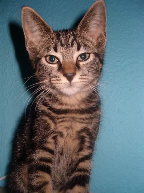 Huskat Julle *1/5 06 - 7/2-07* billede 3