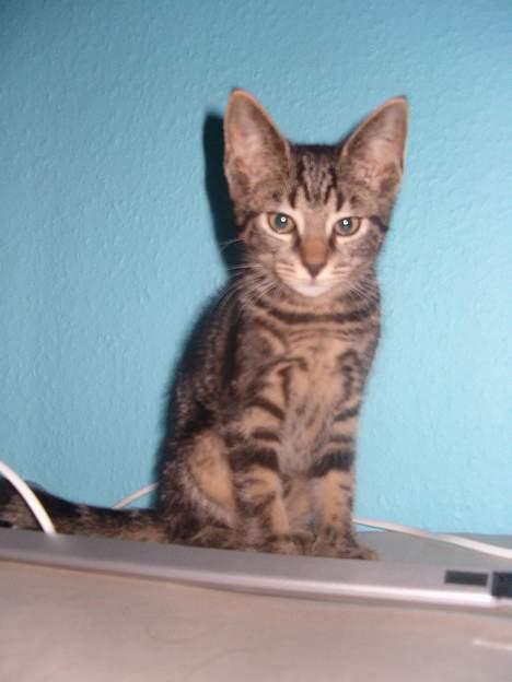 Huskat Julle *1/5 06 - 7/2-07* - nårhhh den bette mis billede 4