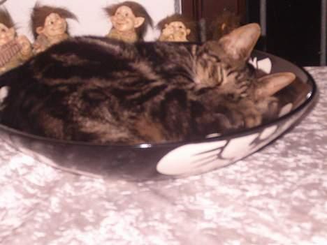 Huskat Julle *1/5 06 - 7/2-07* - ZZZZZZzzzzzzzzzzzzzzzz billede 5