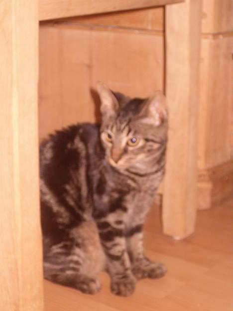 Huskat Julle *1/5 06 - 7/2-07* - Er det en lille killing jeg kan se derover? billede 6