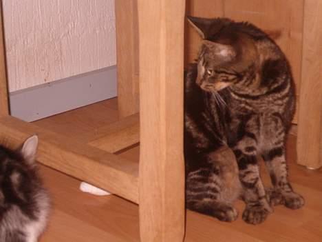 Huskat Julle *1/5 06 - 7/2-07* - Julles første møde med trille  billede 7