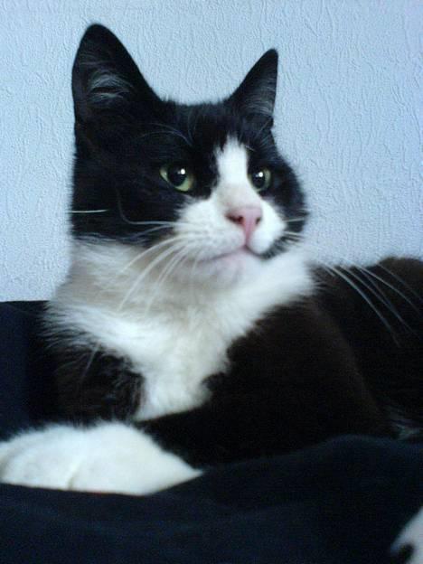 Huskat Sorte - Her er den dejlige kat " Sorte ". billede 1