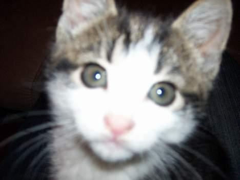 Blanding af racer Manis billede 1