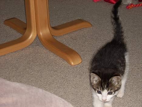 Blanding af racer Manis billede 2