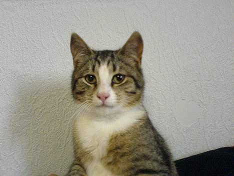 Huskat Lille Grå - Lillegrå der ligger i min seng og " Chiller " :D billede 2