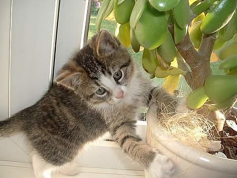 Huskat Lille Grå - Her er Lillegrå som killing.  billede 3