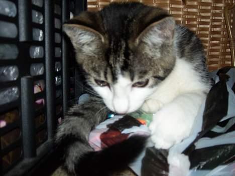 Blanding af racer Manis billede 3