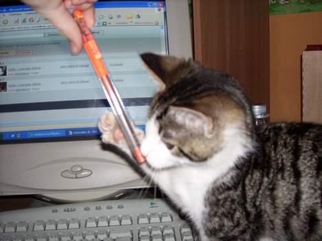 Blanding af racer Manis billede 4