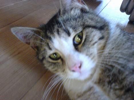 Huskat Lille Grå - Lillegrå der ligger og slapper af på vores trægulv. billede 4