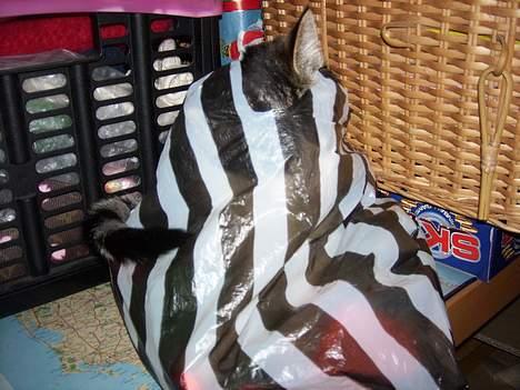 Blanding af racer Manis billede 5