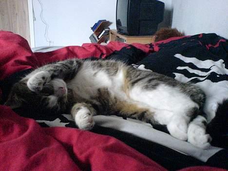 Huskat Lille Grå - Lillegrå der faldt i søvn på en bizar måde.  billede 5