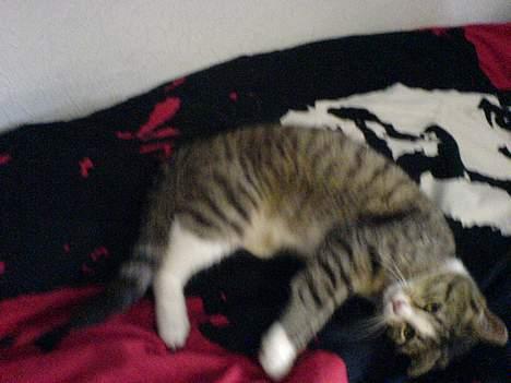 Huskat Lille Grå - Dejlig kat, Ikke ? billede 6