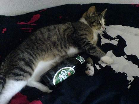 Huskat Lille Grå - Lillegrå med en Kold Carlsberg i favnen billede 7