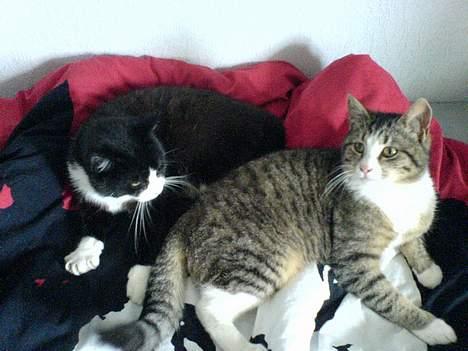 Huskat Lille Grå - Sorte og Lillgrå der ligger sammen i min seng. billede 8