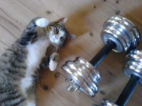 Huskat Lille Grå - Lillegrå: " Så skal vi have lavet noget, WorkOut ". billede 9