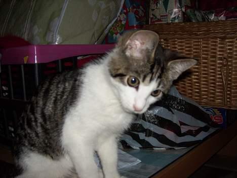 Blanding af racer Manis billede 6