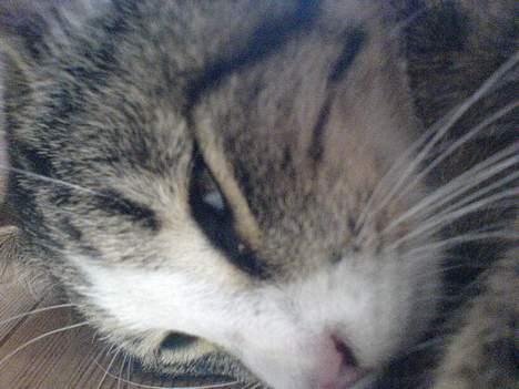 Huskat Lille Grå - En rigitg tiger :P billede 10