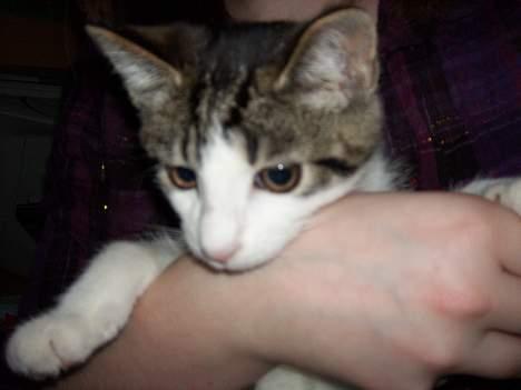 Blanding af racer Manis billede 7