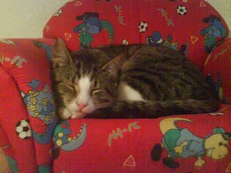 Huskat Lille Grå - Lillegrå får sin middags-lur i sin yndlings stol ;D billede 11